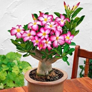 Adenium (Çöl Gülü) Tohumu 2 Adet