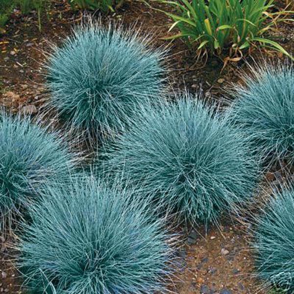 Mavi Festuka Çimi (blue Festuca) Tohumu (10 Tohum)