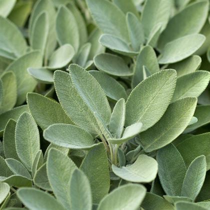 Adaçayı Tohumu (Salvia Officinalis) 30 Tohum