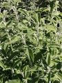 Adaçayı Tohumu (Salvia Officinalis) 30 Tohum