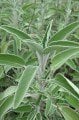 Adaçayı Tohumu (Salvia Officinalis) 30 Tohum