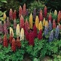 Acı Bakla (Lupin) Tohumu (10 Tohum)