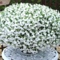 Karışık Renk Sarkan Lobelya Çiçeği Tohumu (Lobelia Pendula)