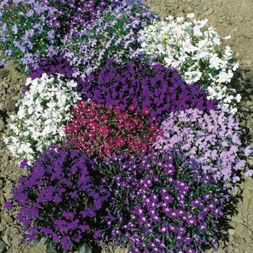 Karışık Renk Sarkan Lobelya Çiçeği Tohumu (Lobelia Pendula)
