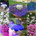 Karışık Renk Sarkan Lobelya Çiçeği Tohumu (Lobelia Pendula)