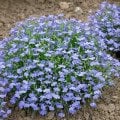 Karışık Renk Sarkan Lobelya Çiçeği Tohumu (Lobelia Pendula)