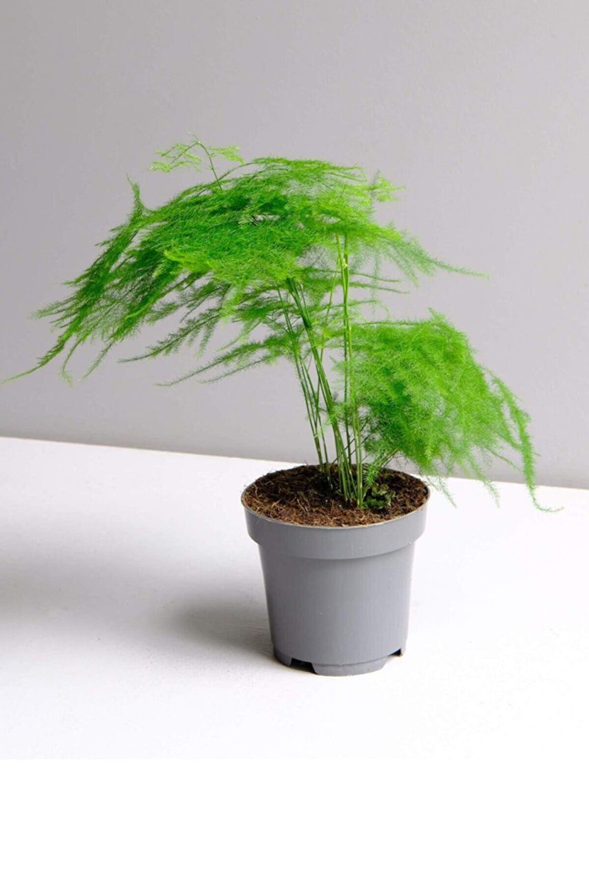 Asparagus Setaceus - Kuşkonmaz Mini Ağaç Tohumu