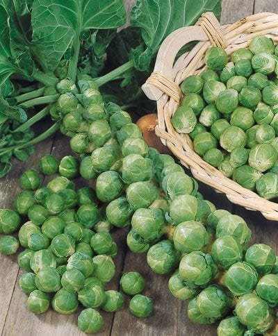 Yediveren Brüksel Lahanası Tohumu ( 50 Tohum)