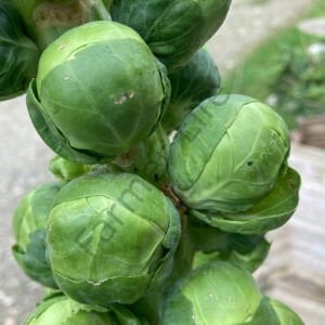 Yediveren Brüksel Lahanası Tohumu ( 50 Tohum)