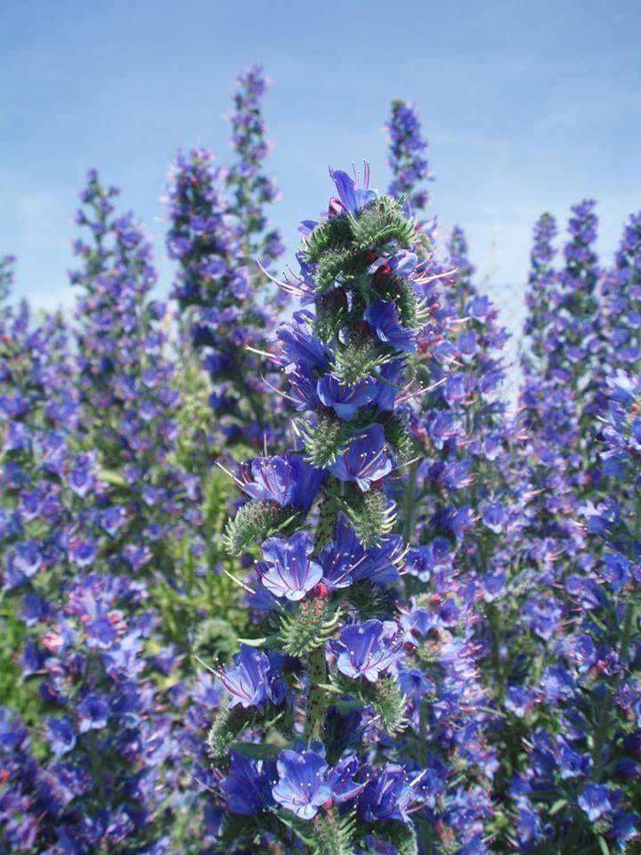 Echium Vulgare (Engerek Otu ) Tohumu