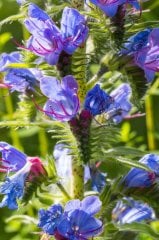 Echium Vulgare (Engerek Otu ) Tohumu