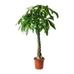 Pachira Aquatica ( Para Ağacı ) Tohumu 2 Adet