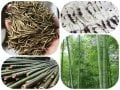 Moso Bambu Tohumu (10 Tohum) (Phyllostachys pubescens)