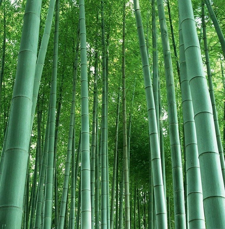 Moso Bambu Tohumu (10 Tohum) (Phyllostachys pubescens)