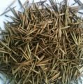 Moso Bambu Tohumu (10 Tohum) (Phyllostachys pubescens)