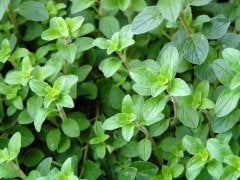 Oregano Tohumu 50 Adet (Origanum Majorana)