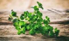 Oregano Tohumu 50 Adet (Origanum Majorana)