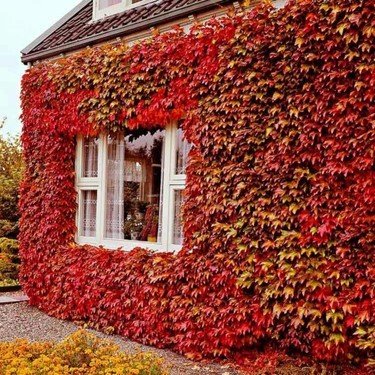 Kırmızı Amerikan Sarmaşığı (Boston Ivy) Tohumu