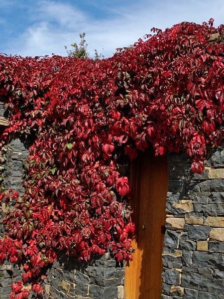 Kırmızı Amerikan Sarmaşığı (Boston Ivy) Tohumu