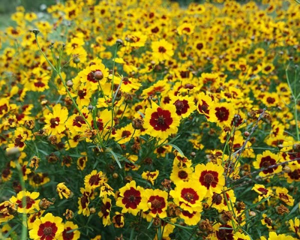 Bodur Kız Gözü Çiçeği Tohumu (Coreopsis Tinctoria)  (100 Tohum)