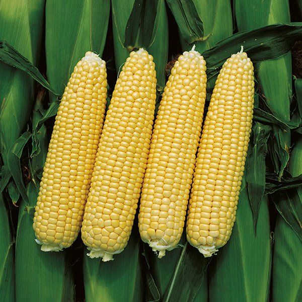 Tatlı Süt Mısır (Şeker Mısır) Tohumu 25 Gr