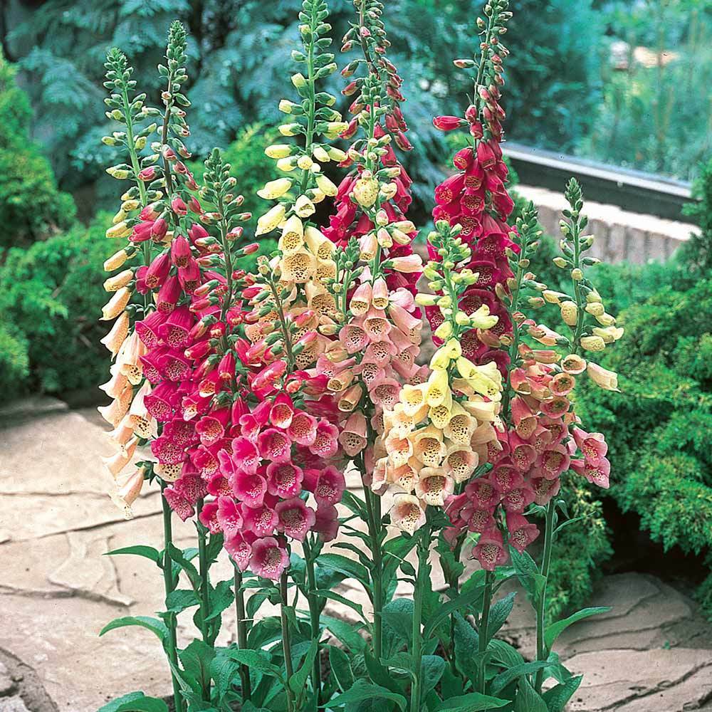 Karışık Renkli Yüksük Otu (Foxglove) Tohumu