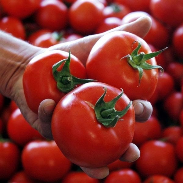 Atalık Ankara Ayaş Domatesi Tohumu (50 Tohum)