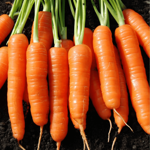 Yerli Nantes Havuç Tohumu (500 Tohum)