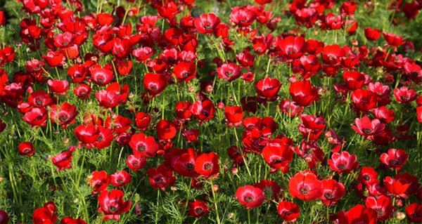 Kırmızı Gelincik Çiçeği Tohumu(50 tohum)