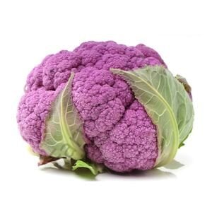 Mor Karnabahar Fidesi 6 Adet