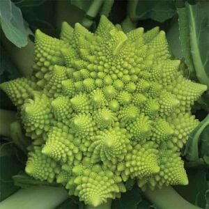 Piramit Karnabahar (Romanesco) Fidesi 6 Adet