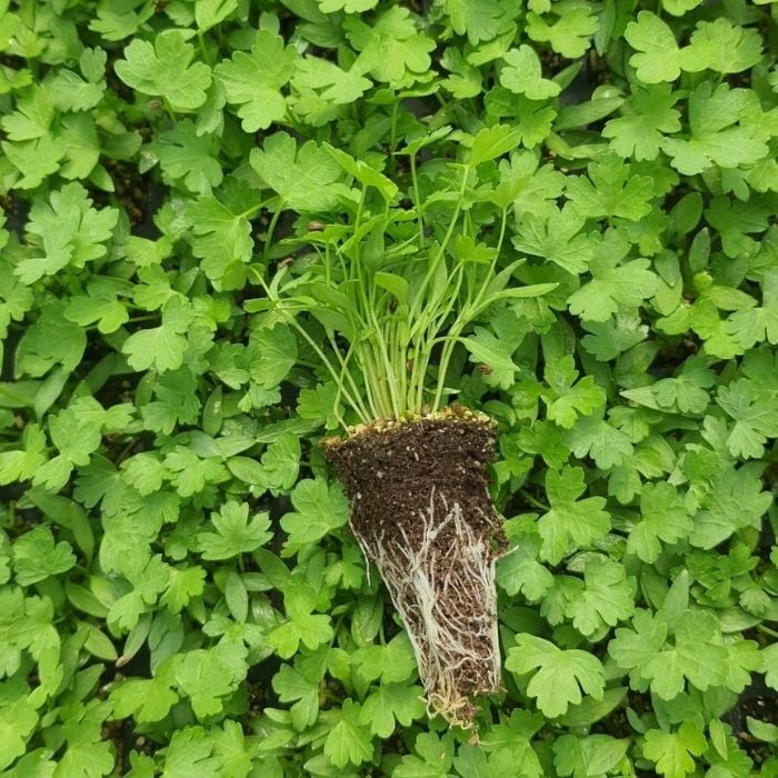 Geniş Yaprak Maydanoz Fidesi 12 Adet