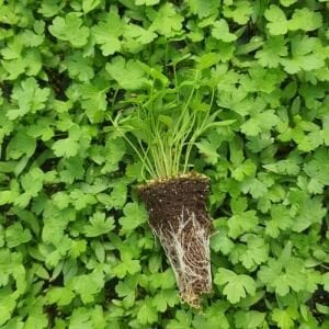 Geniş Yaprak Maydanoz Fidesi 12 Adet