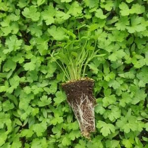 Geniş Yaprak Maydanoz Fidesi 12 Adet