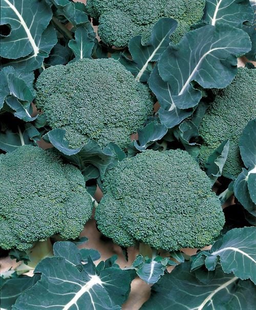 Yerli Brokoli Fidesi 6 Adet