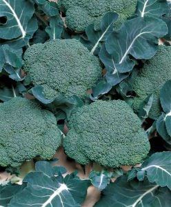 Yerli Brokoli Fidesi 6 Adet