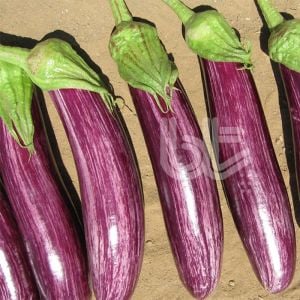 Patlıcan Fidesi (Manisa Çizgili) 6 Adet