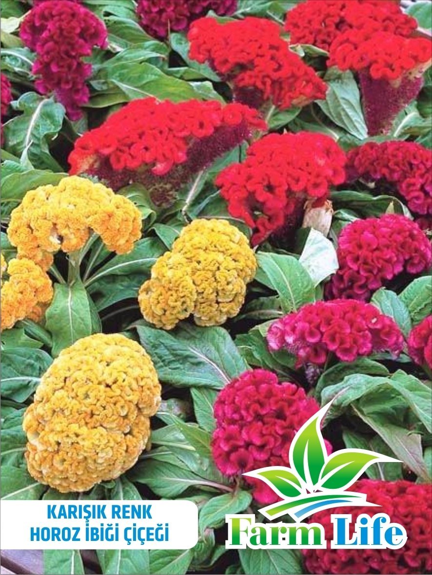 Karışık Renkli Horoz İbiği (Celosia) Çiçeği (100 Tohum)