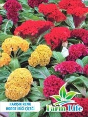 Karışık Renkli Horoz İbiği (Celosia) Çiçeği (100 Tohum)