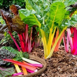 Karışık Renkli Pazı Tohumu (50 Tohum)