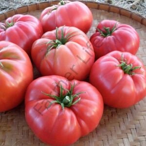 Yaz Sebzeleri Hobi Fide Seti 54 Fide