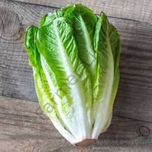 Yaz Sebzeleri Hobi Fide Seti 54 Fide