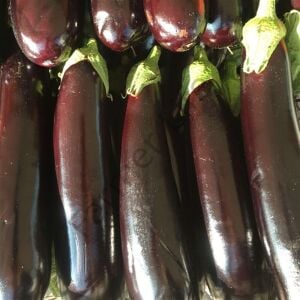 Yaz Sebzeleri Hobi Fide Seti 54 Fide