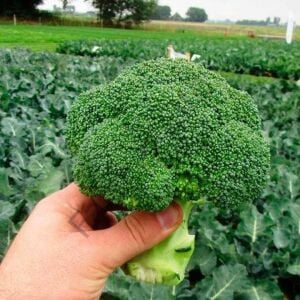 Kış Sebzeleri Hobi Fide Seti