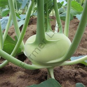 Alabaş (Kohlrabi) Fidesi  6 Adet