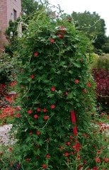 Karışık Renkli Servi Sarmaşık (Quamoclit) Tohumu