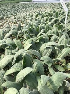 Sakız Enginar Fidesi 6 Adet