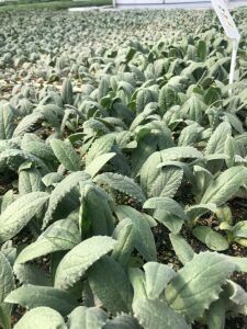 Sakız Enginar Fidesi 6 Adet