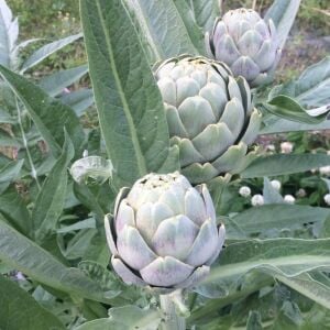 Sakız Enginar Fidesi 6 Adet