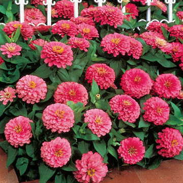 Pembe Renk  Zinnia Çiçeği Tohumu